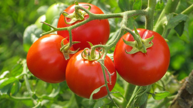 Tomaten: Europäisches Patent-Verbot ausgehebelt
