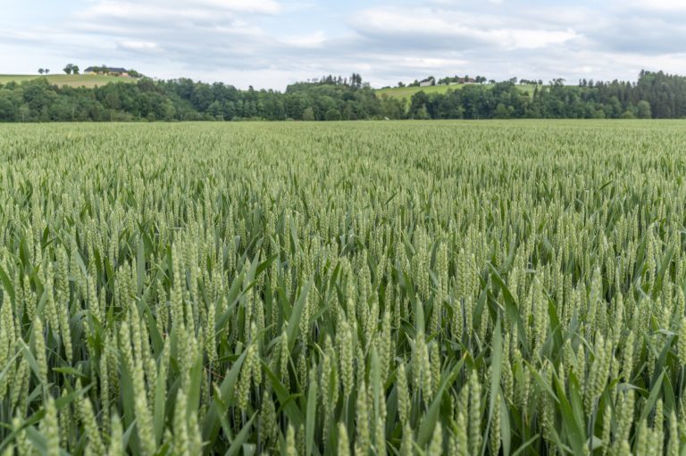 Daxur, Balaya und Revytrex: Die Getreidefungizide der BASF