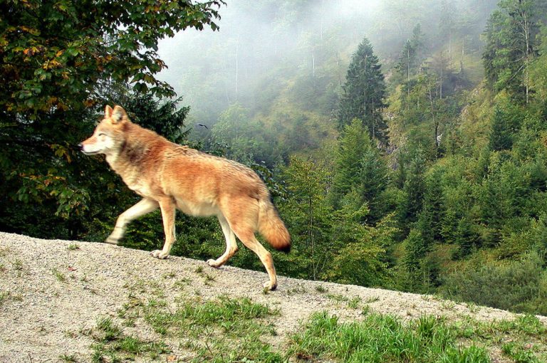 Trächtiges Schaf in Kärnten gerissen – Wölfe treiben Bauern zur Verzweiflung