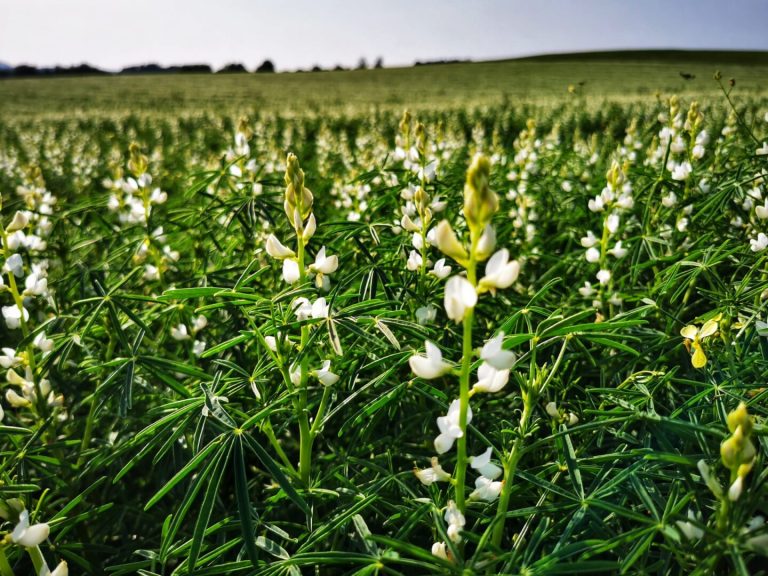 Vielfalt in der Fruchtfolge – 22. Schlägler Biogespräche