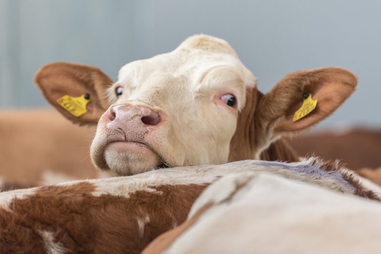 90 % der Milch trägt AMA-Gütesiegel „Tierhaltung plus“