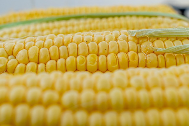 Aflatoxin-Monitoring in der Steiermark: Frühwarnsystem zur Sicherung der Maisernte