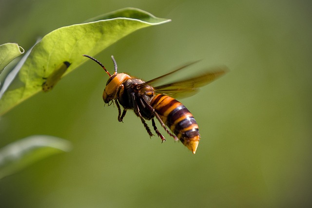 Asiatische Hornisse: Heimische Bienen zunehmend in Gefahr – Jetzt handeln!