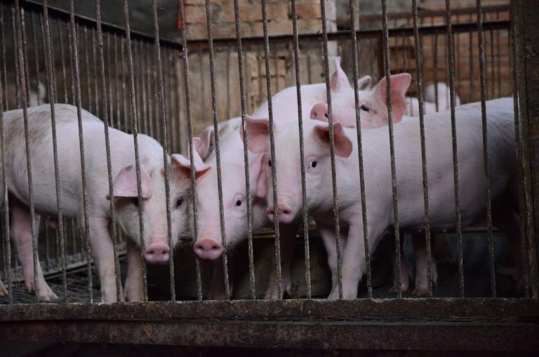 China setzt auf Schweinehochhäuser – und Brasilien zieht mit riesigen Investitionen nach
