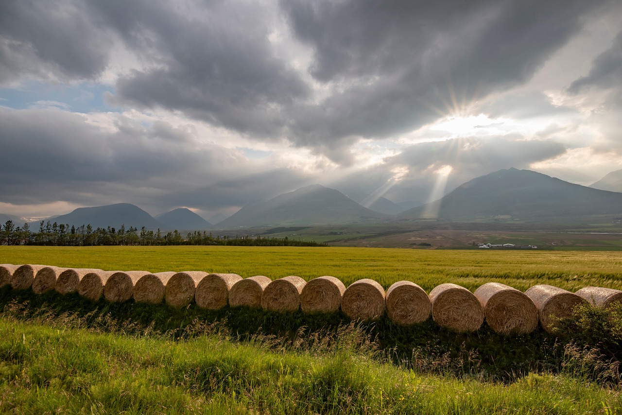 hay sun field