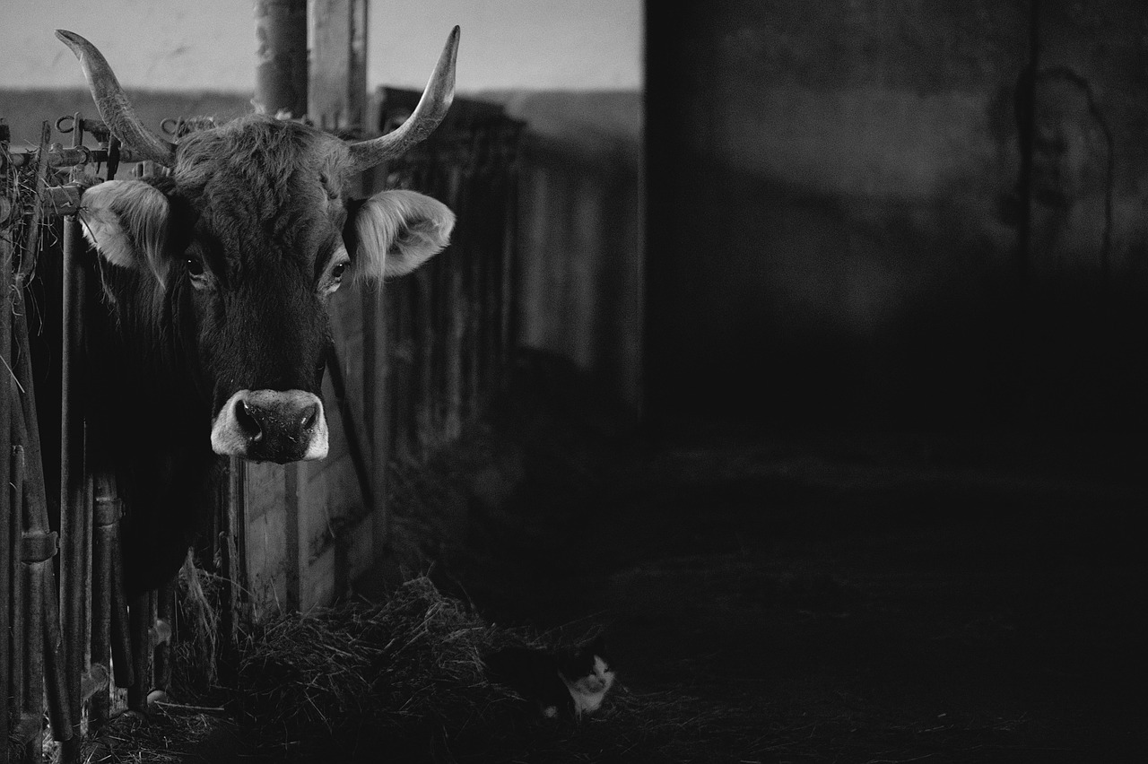 cow stable ventilation
