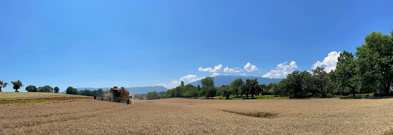 Sommergetreide ernten