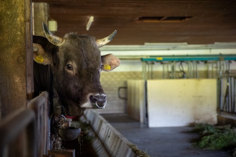 Durchbruch bei Gastro-Herkunft
