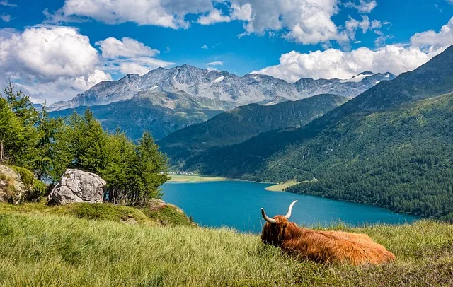 Almbewirtschaftung in der Krise: Forderungen nach mehr Anreizen für Offenhaltung - alpine pasture overgrown