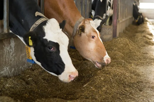 Arbeitsunfälle in der Landwirtschaft: Tierhaltung bleibt der gefährlichste Bereich - cattle barn safety