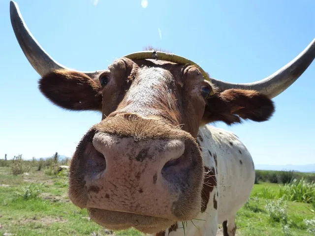 Biologische Landwirtschaft: Wie Ochsen zur Artenvielfalt beitragen - oxen grazing biodiversity