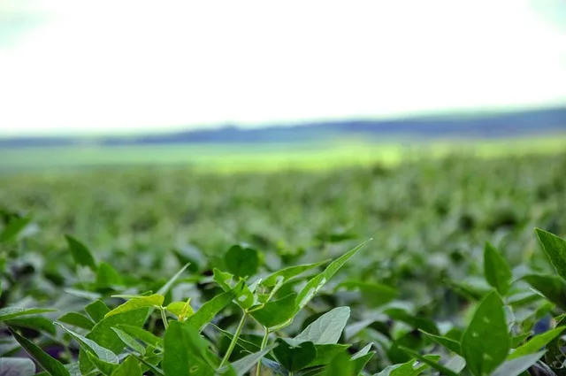 Chinas neuer Fünfjahresplan für die Landwirtschaft: Strategische Weichenstellung mit globalen Folgen - china agriculture plan