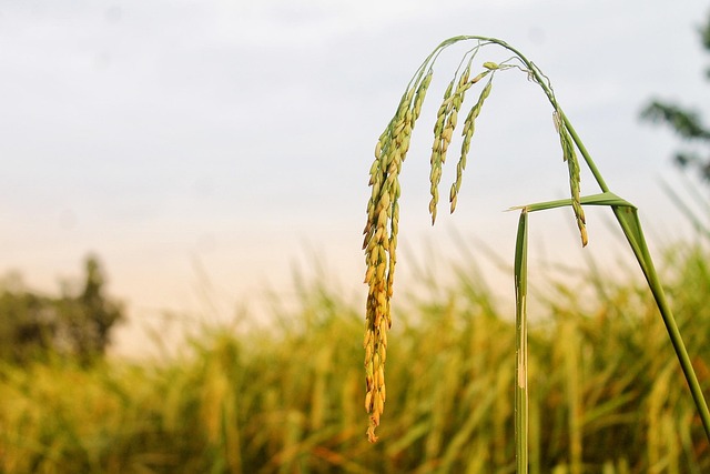 Dänemark schafft das Landwirtschaftsministerium ab: Ein Signal für die europäische Agrarpolitik?