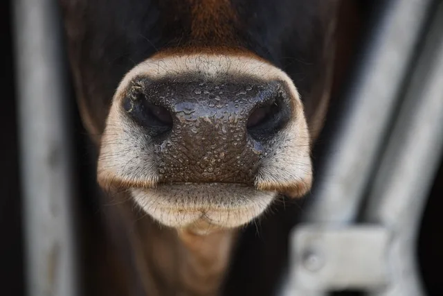 Digitale Pille für Rinder: Wie KI-gestützte Überwachung die Tierhaltung revolutioniert - dairy cow health monitoring