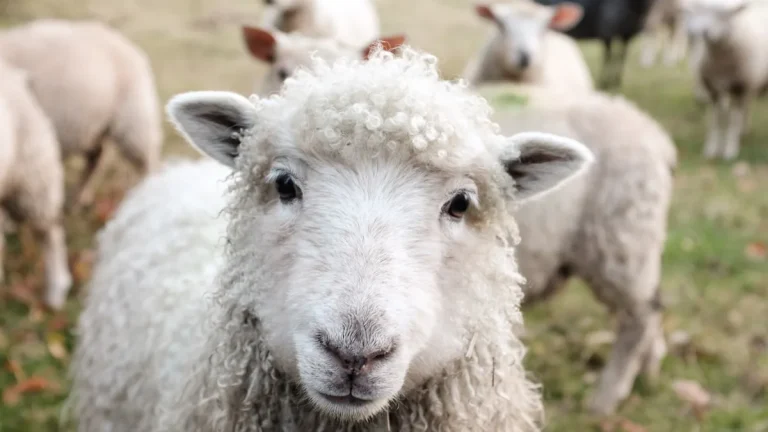 EU-Fördermittel in Südtirols Landwirtschaft: Erfolgsbilanz und Perspektiven