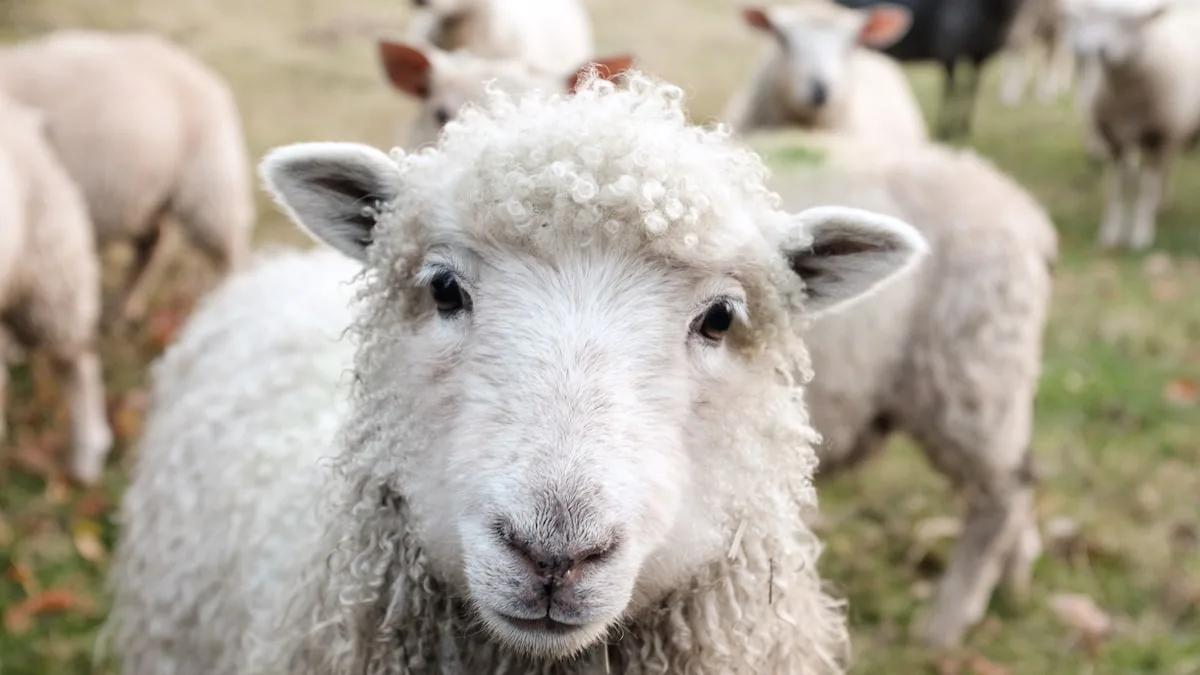EU-Fördermittel in Südtirols Landwirtschaft: Erfolgsbilanz und Perspektiven - South Tyrol agriculture EU funding
