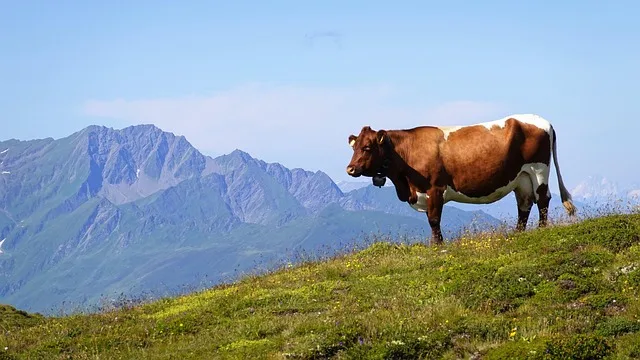 Freiwilligen-Einsatz auf Tiroler Almen: Entlastung für Bergbauern in der Bewirtschaftungskrise - alpwirtschaft tirol freiwillige