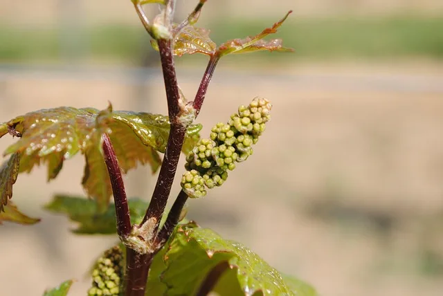 Frühblüte der Weinreben: Klimawandel stellt Winzer vor neue Herausforderungen - vineyard flowering