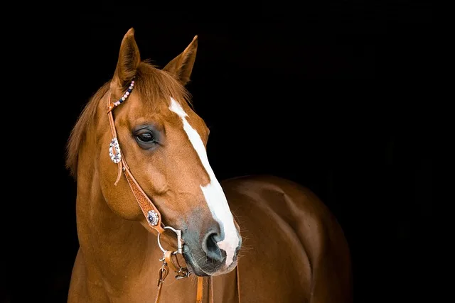Gerichtsurteil zur Pferdehaltung im Nebenerwerb: Keine baurechtliche Privilegierung als Landwirtschaft - horse keeping court ruling