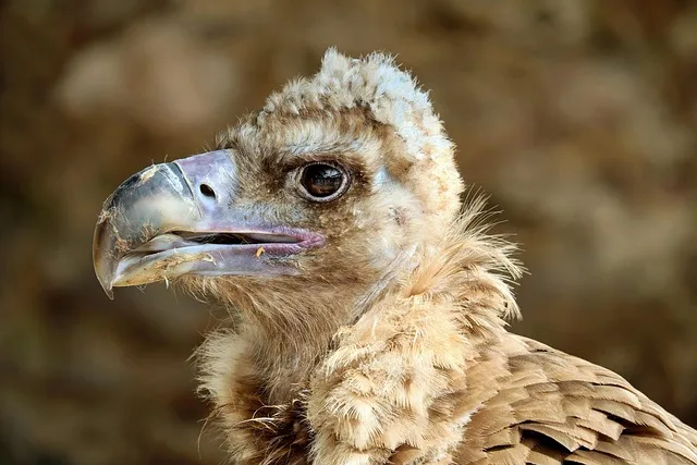 Giftköder in Kärnten: Neue DNA-Analyse erhärtet Verdacht auf gezielten Wolfsanschlag - dead vulture poison