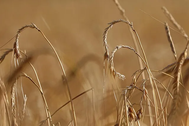 Hagelschäden in der Landwirtschaft: Versicherungslücken und Anpassungsstrategien im Fokus - hail damage agriculture