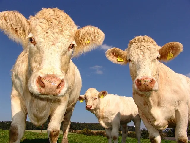 Hitzestress: Tierhaltung und Wasserreserven unter Druck - heat stress cattle