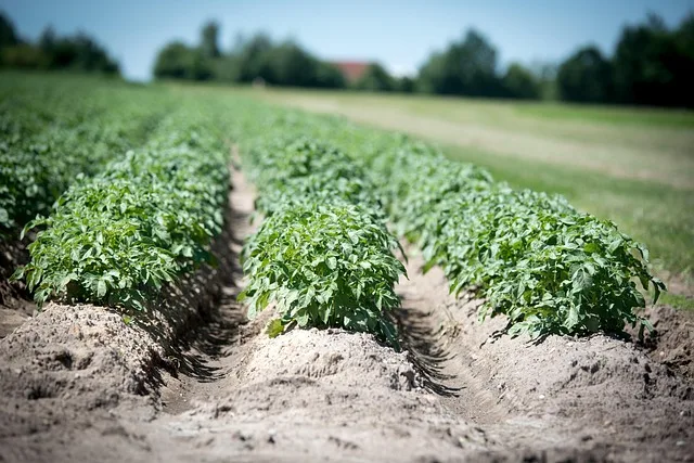Kartoffelanbau in Gefahr: Neue Schädlinge bedrohen Erträge - potato field pest