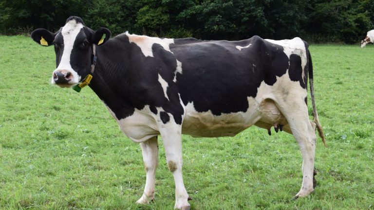 KI in der Milchproduktion: Wie intelligente Systeme die Landwirtschaft verändern