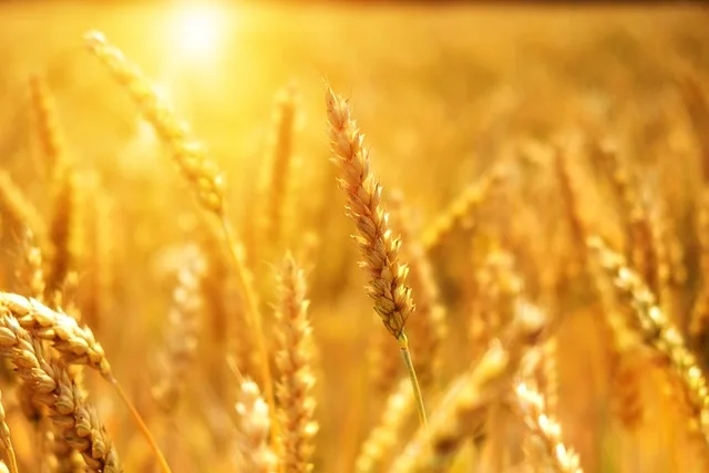 Klimaresiliente Landwirtschaft: Pilotprojekt im Gailtal - alpine agriculture climate adaptation