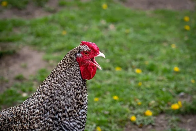 Kreuzung alter Hühnerrassen mit Hybriden: Neue Perspektiven für Legehennen- und Masthühnerzucht - chicken crossbreeding old breeds hybrid