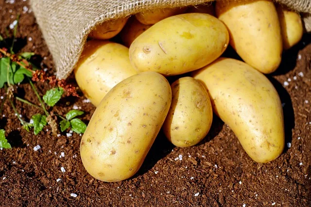 Künstliche Intelligenz optimiert Erdäpfelernte in Oberösterreich - potato harvest AI