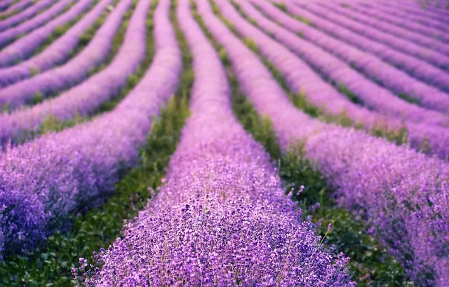 Lavendel als Zukunftspflanze für Österreichs Trockenregionen? - lavender field austria