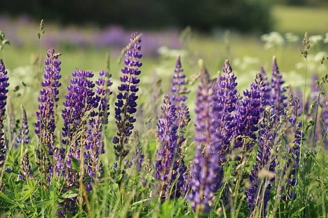 Lupine als heimische Proteinquelle: Potenzial und Marktreife im Spannungsfeld - lupine field