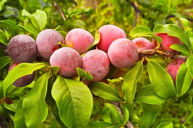 Nachhaltige Ume-Landwirtschaft in Wakayama: Tradition sichert Japans Ernte - ume plum orchard wakayama