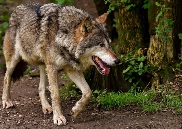 Neue Wolfsrisse in Osttirol: Weidetierhalter fordern Konsequenzen - wolf tyrol