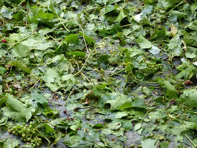 Schwere Hagelschäden im Südtiroler Weinbau: Existenzängste nach Unwettern - hail damage vineyard