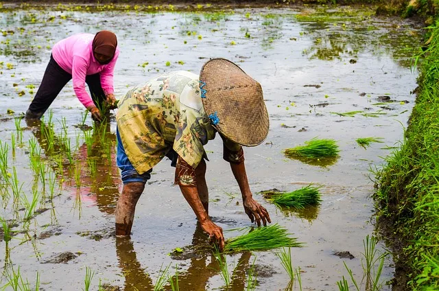 Traditionelles Reispflanzfest in Japan: Kulturelles Erbe sichert Ernteerträge für Oktober - rice planting festival Japan