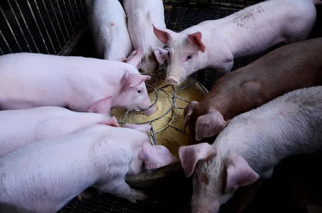 Vietnam plant XXL-Schweinehochhaus: Megastall für 1,6 Millionen Tiere - pig skyscraper Vietnam
