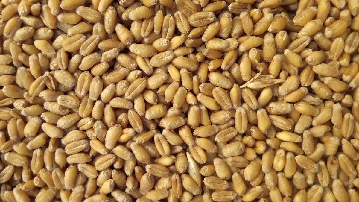 400 Jahre ununterbrochene Bewirtschaftung: Amerikas älteste Ackerfläche als Symbol für Bodenkontinuität - oldest continuously farmed field Massachusetts