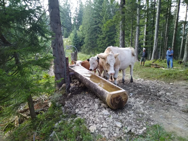 LK OÖ appelliert zu Ferienbeginn: Rücksicht und richtiges Verhalten auf der Alm sind unerlässlich