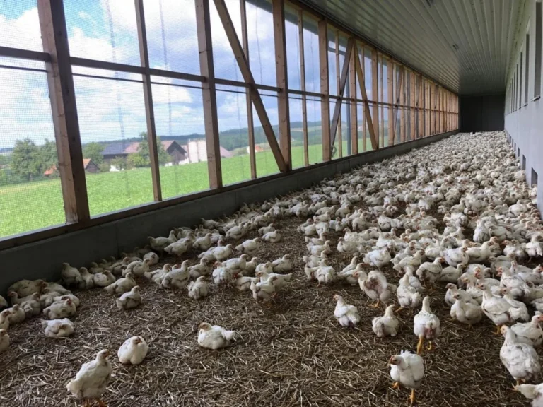 Hendl gefragter denn je – Chance für die Landwirtschaft?