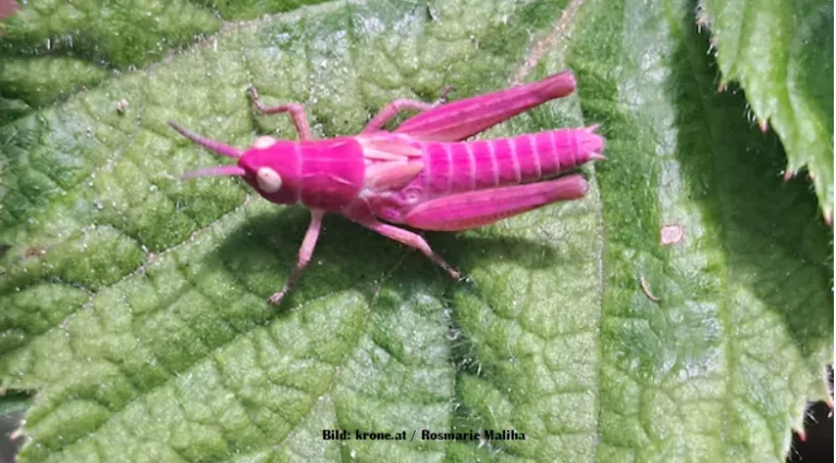 Seltene Farbmutation: Rosa Grashüpfer in Kärnten gesichtet