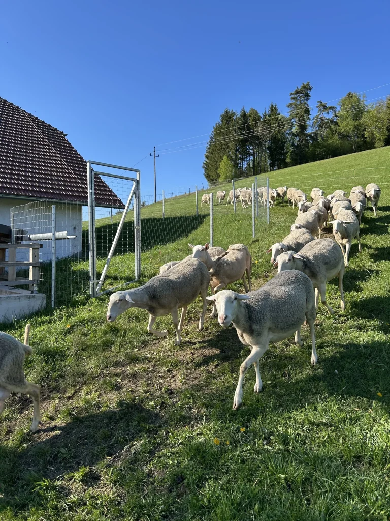 „Alles Schaf am Affenberg“