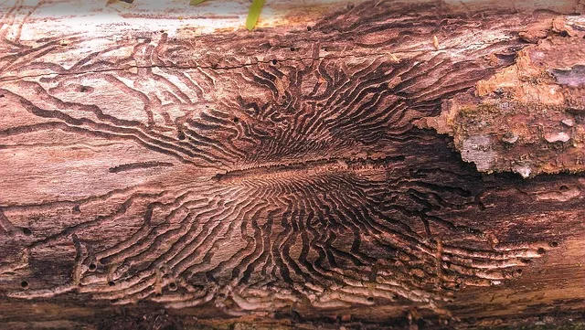 Asiatischer Eschenprachtkäfer: EU-Nachweis zwingt Österreich zu verschärften Kontrollen - emerald ash borer