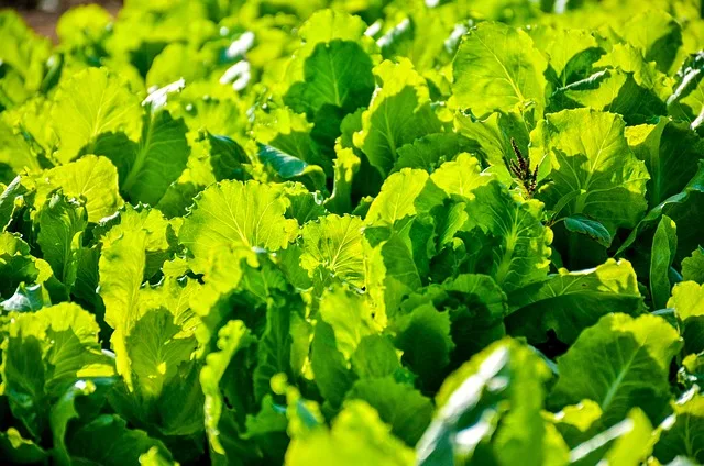 Automatisierter Salatanbau im Hochregal: Effizienz oder Illusion? - vertical farming lettuce