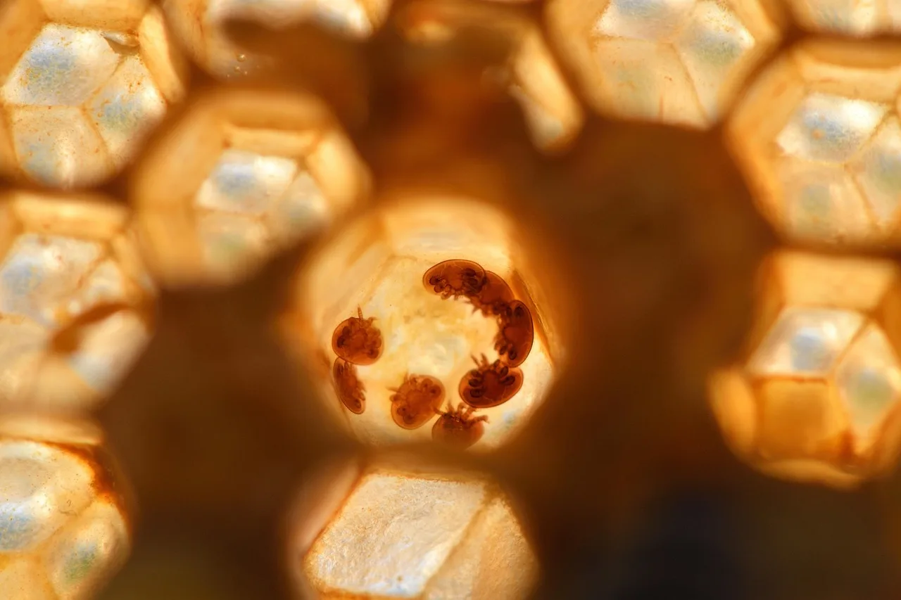 Bienensperma aus dem Salzkammergut: Zuchtprojekt zur Varroa-Toleranz startet - bee breeding varroa tolerance