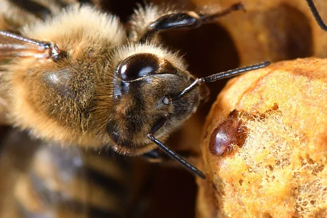 Bienensperma aus dem Salzkammergut: Zuchtprojekt zur Varroa-Toleranz startet - bee breeding varroa tolerance