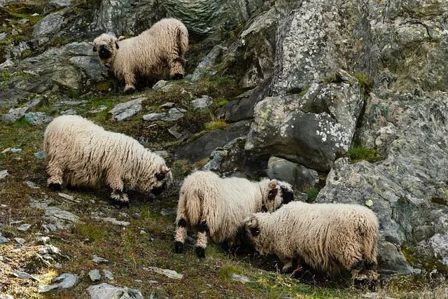 Blitzschlag in den Schweizer Alpen: 97 Schwarznasenschafe getötet - Schwarznasenschafe Alp