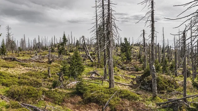 Borkenkäfer-Bekämpfung in Oberösterreich: Warum jetzt jeder Handgriff zählt - bark beetle forest