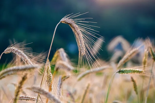 Ernteausfälle in der Steiermark: Lebensmittelpreise unter Druck - crop failure